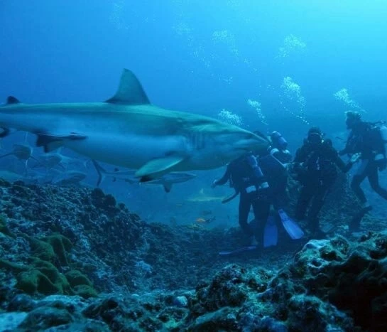 Акулы 3D (2004) смотреть онлайн бесплатно Акулы 3D (2004) фильм смотреть онлайн бесплатно