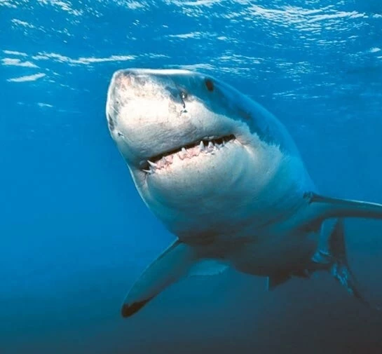 Акулы 3D (2004) смотреть онлайн Акулы 3D (2004) фильм смотреть онлайн