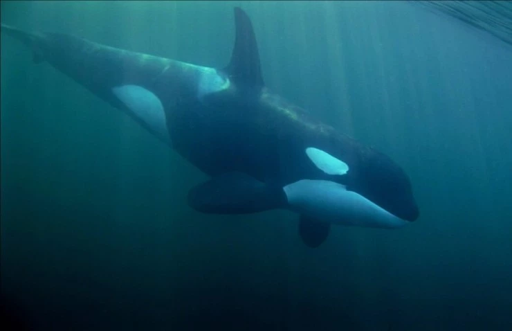 Кит (2011) в хорошем качестве смотреть онлайн Кит (2011) фильм в хорошем качестве смотреть онлайн