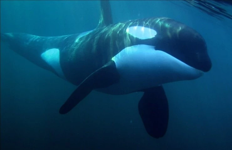 Кит (2011) смотреть онлайн бесплатно Кит (2011) фильм смотреть онлайн бесплатно