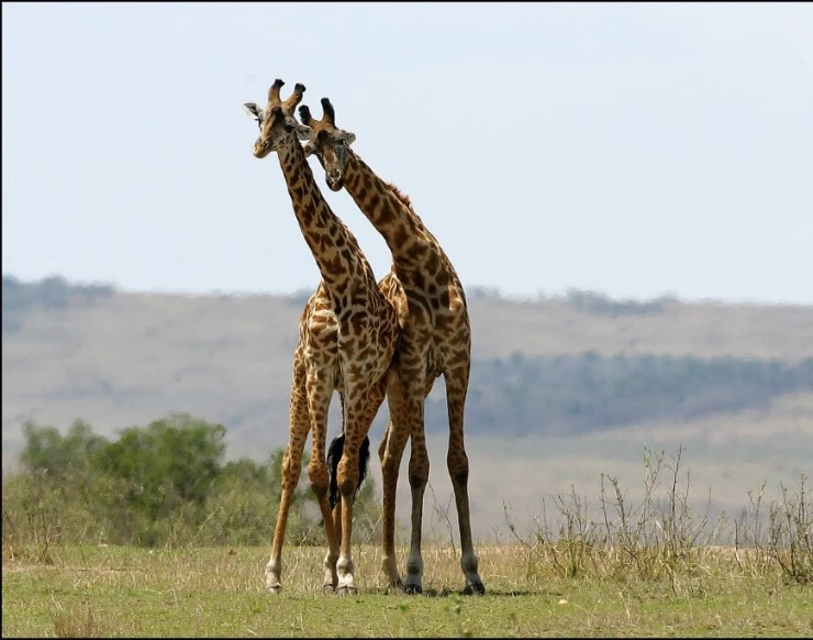 Влюбленные животные (2007) в хорошем качестве смотреть онлайн Влюбленные животные (2007) фильм в хорошем качестве смотреть онлайн