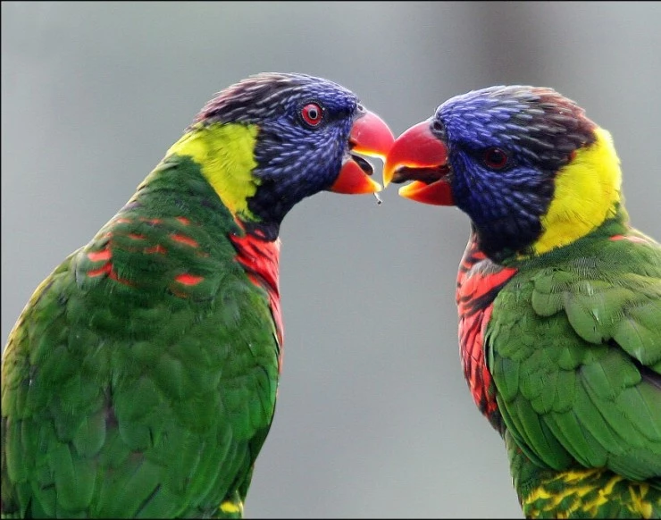 Влюбленные животные (2007) смотреть онлайн Влюбленные животные (2007) фильм смотреть онлайн