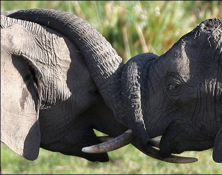 Влюбленные животные (2007) смотреть онлайн бесплатно Влюбленные животные (2007) фильм смотреть онлайн бесплатно