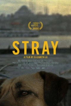Бродяги / Stray (2020) фильм смотреть онлайн в хорошем качестве