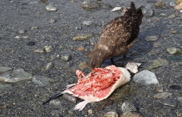 Императорские пингвины Пхэни и Соми (2012) смотреть онлайн Императорские пингвины Пхэни и Соми (2012) фильм смотреть онлайн