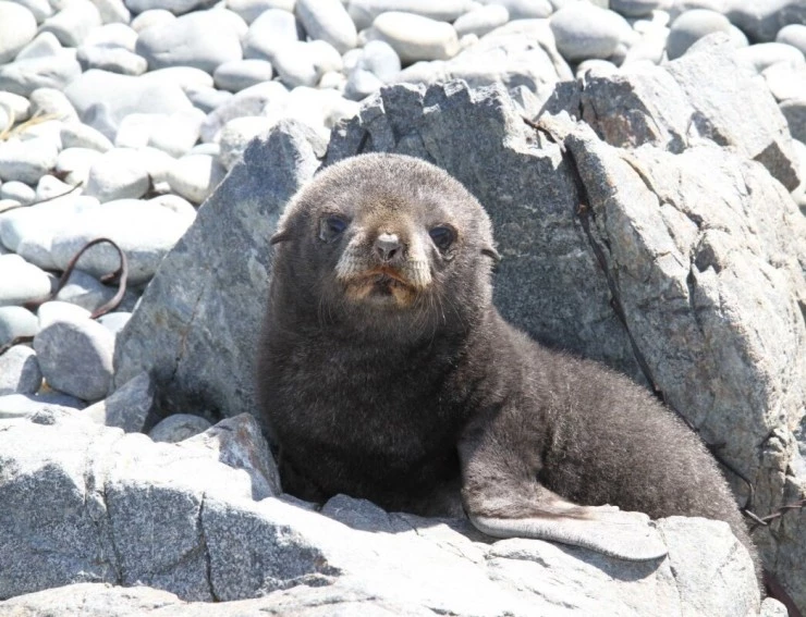 Императорские пингвины Пхэни и Соми (2012) смотреть онлайн бесплатно Императорские пингвины Пхэни и Соми (2012) фильм смотреть онлайн бесплатно