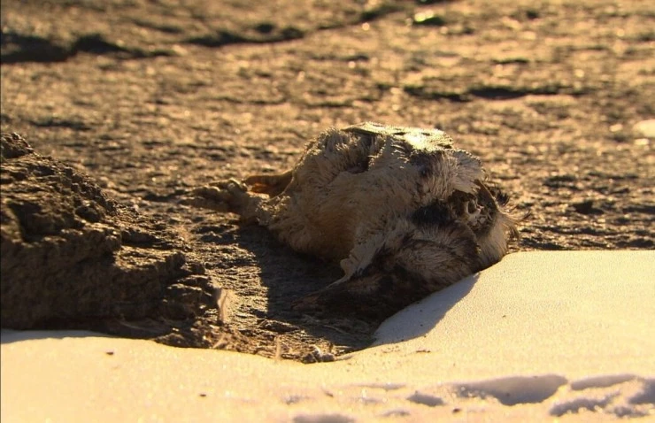 Императорские пингвины Пхэни и Соми (2012) в хорошем качестве смотреть онлайн Императорские пингвины Пхэни и Соми (2012) фильм в хорошем качестве смотреть онлайн