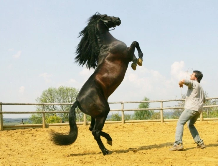 Танцуй с ним (2007) смотреть онлайн бесплатно Танцуй с ним (2007) фильм смотреть онлайн бесплатно