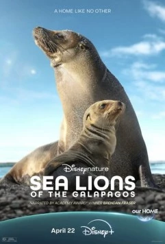 Морские львы Галапагосских островов / Sea Lions of the Galapagos (2025) фильм смотреть онлайне бесплатно Смотреть Морские львы Галапагосских островов / Sea Lions of the Galapagos(2025) фильм в онлайне бесплатно
