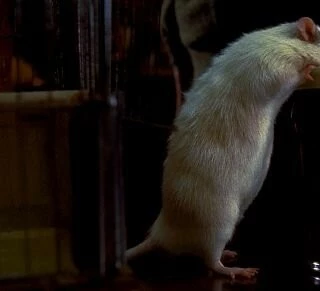 Мистер крыс (2000) смотреть онлайн Мистер крыс (2000) фильм смотреть онлайн