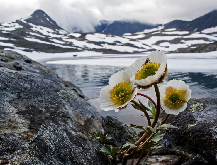 Горная симфония (2021) в хорошем качестве смотреть онлайн Горная симфония (2021) фильм в хорошем качестве смотреть онлайн