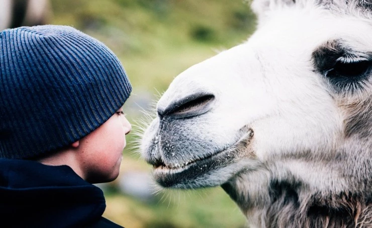 Мой друг северный верблюд (2019) смотреть онлайн Мой друг северный верблюд (2019) фильм смотреть онлайн