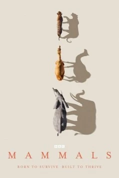 Mammals (2024) cериал смотреть онлайн Mammals (2024) cериал смотреть онлайн в хорошем качестве
