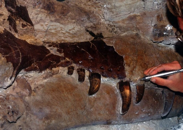 Динозавр 13 (2014) смотреть онлайн Динозавр 13 (2014) фильм смотреть онлайн