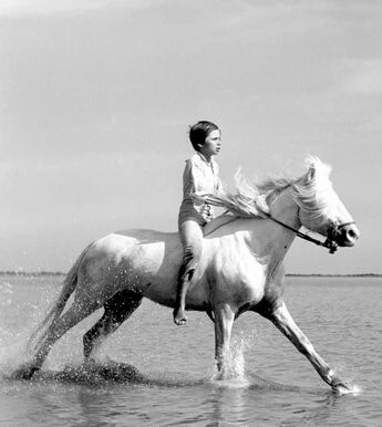 Белая грива: Дикая лошадь (1953) смотреть онлайн Белая грива: Дикая лошадь (1953) фильм смотреть онлайн