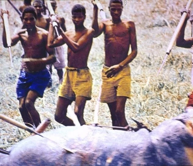 Прощай, Африка (1965) смотреть онлайн бесплатно Прощай, Африка (1965) фильм смотреть онлайн бесплатно