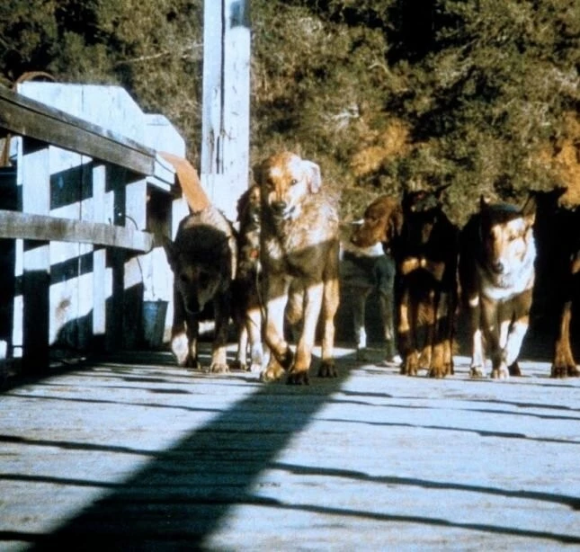 Стая (1977) в хорошем качестве смотреть онлайн Стая (1977) фильм в хорошем качестве смотреть онлайн