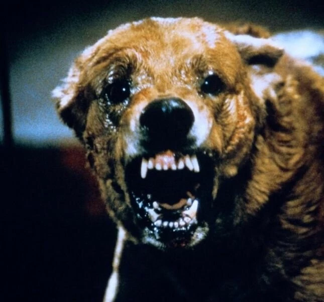 Стая (1977) смотреть онлайн бесплатно Стая (1977) фильм смотреть онлайн бесплатно