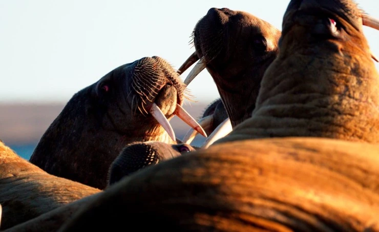 В Арктику (2023) в хорошем качестве смотреть онлайн В Арктику (2023) фильм в хорошем качестве смотреть онлайн