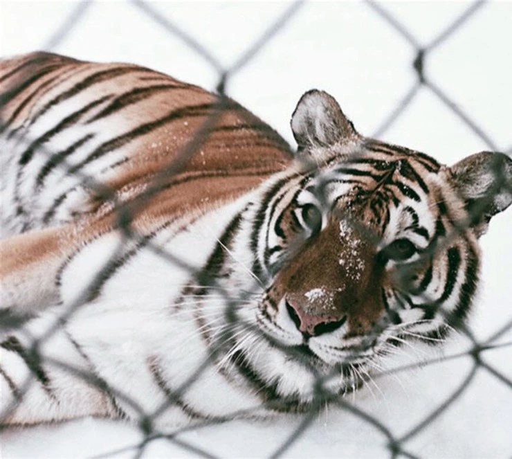 Керлинг (2010) смотреть онлайн бесплатно Керлинг (2010) фильм смотреть онлайн бесплатно