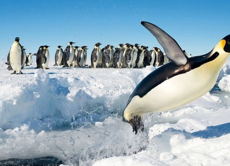 Лёд и небо (2015) смотреть онлайн Лёд и небо (2015) фильм смотреть онлайн