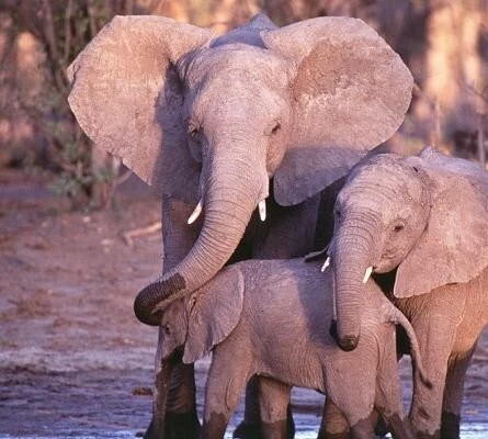 Приключения слона (2000) смотреть онлайн Приключения слона (2000) фильм смотреть онлайн