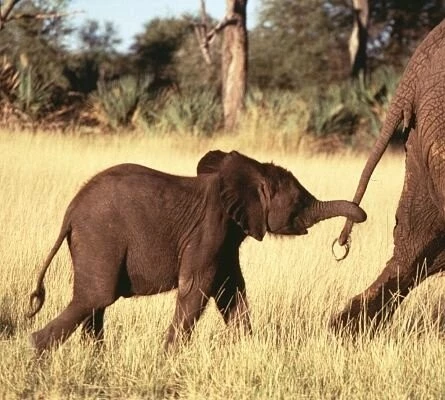 Приключения слона (2000) смотреть онлайн бесплатно Приключения слона (2000) фильм смотреть онлайн бесплатно