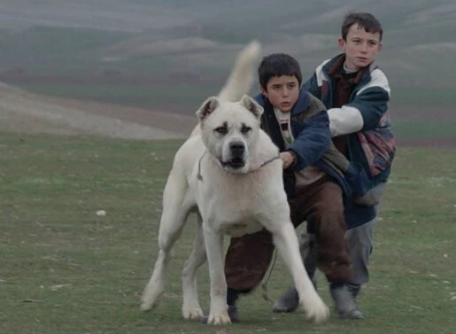 Сивас (2014) смотреть онлайн Сивас (2014) фильм смотреть онлайн