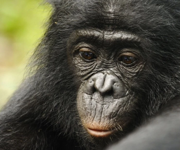 Бонобо (2011) в хорошем качестве смотреть онлайн Бонобо (2011) фильм в хорошем качестве смотреть онлайн