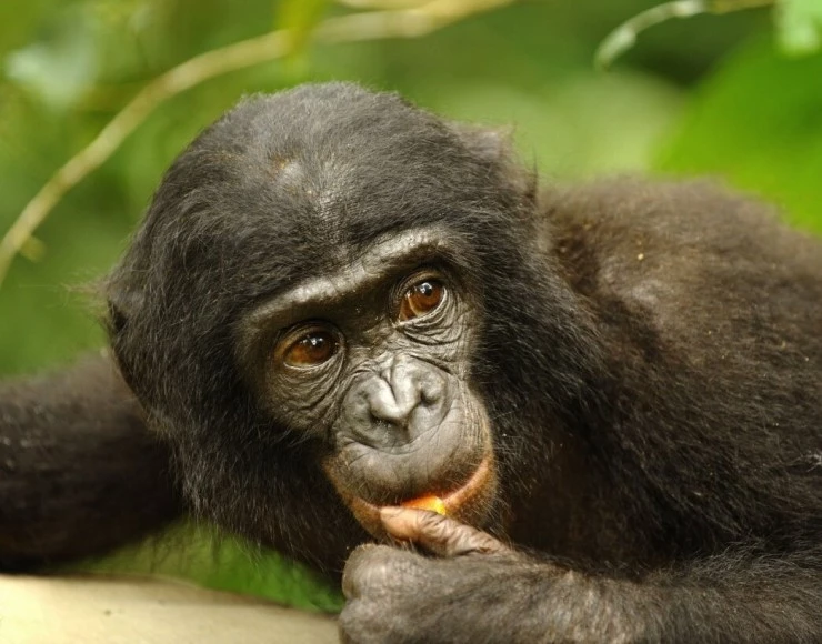 Бонобо (2011) смотреть онлайн Бонобо (2011) фильм смотреть онлайн