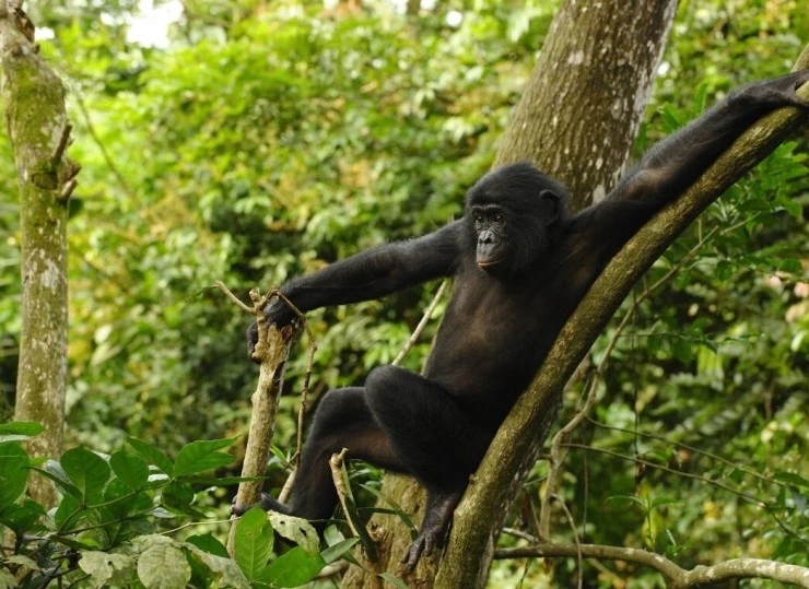 Бонобо (2011) смотреть онлайн бесплатно Бонобо (2011) фильм смотреть онлайн бесплатно