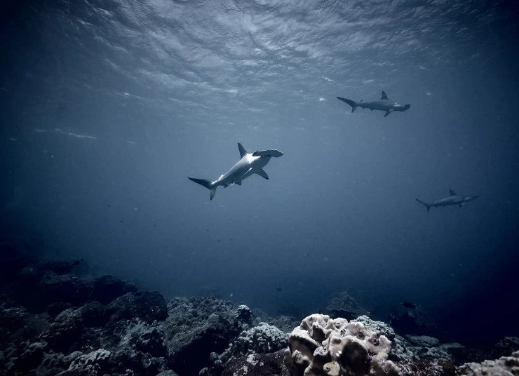 Акулы. Признание в любви (2022) смотреть онлайн бесплатно Акулы. Признание в любви (2022) сериал смотреть онлайн бесплатно