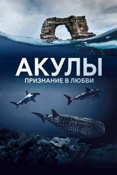Акулы. Признание в любви / Au plus près des requins (2022) cериал смотреть онлайн Акулы. Признание в любви / Au plus près des requins (2022) cериал смотреть онлайн в хорошем качестве