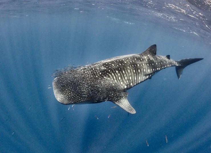 Акулы. Признание в любви (2022) в хорошем качестве смотреть онлайн Акулы. Признание в любви (2022) сериал в хорошем качестве смотреть онлайн