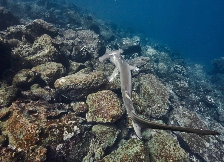 Акулы. Признание в любви (2022) смотреть онлайн Акулы. Признание в любви (2022) сериал смотреть онлайн
