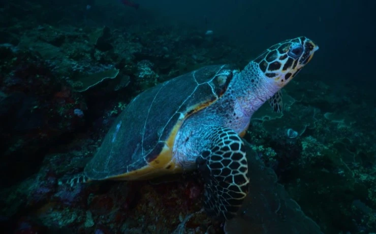 Водный мир острова Комодо (2021) смотреть онлайн Водный мир острова Комодо (2021) сериал смотреть онлайн