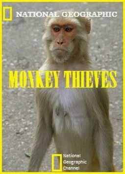 Обезьяны-воришки / Monkey Thieves (2008) cериал смотреть онлайн в хорошем качестве