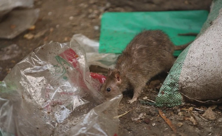 Заббалин, город мусорщиков (2016) в хорошем качестве смотреть онлайн Заббалин, город мусорщиков (2016) фильм в хорошем качестве смотреть онлайн